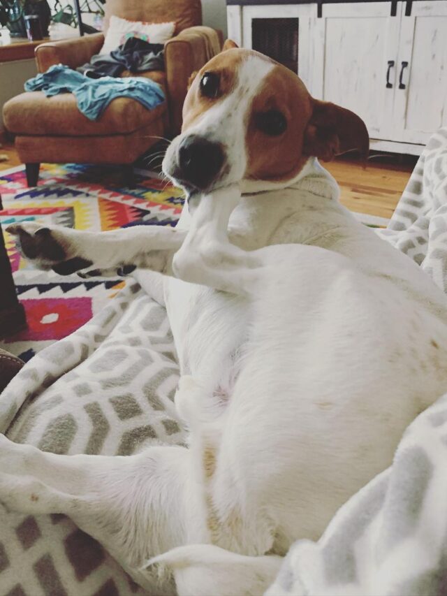 Best Dog Allergy Test Top 5