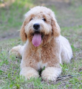 Esperanza de vida del Labradoodle