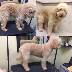 Soins de santé appropriés Toilettage d'un Labradoodle