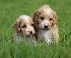 4 Best Cavapoo Breeders In North Carolina 2021 We Love Doodles