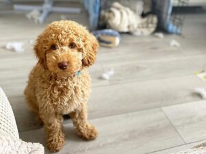 puppyspot mini labradoodles