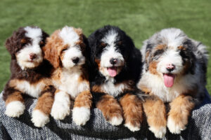 shady oaks mini bernedoodle puppies