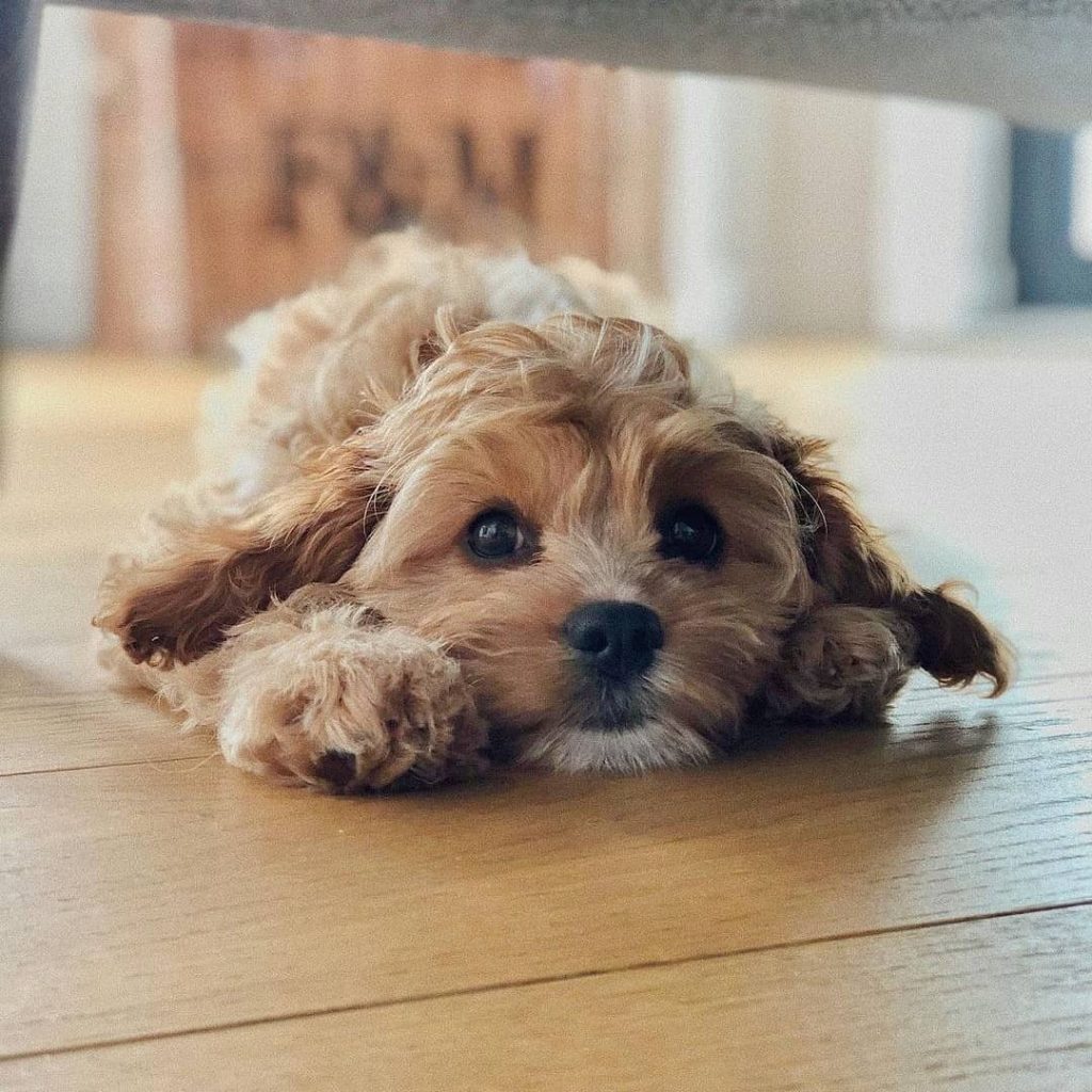 Types of Cavapoo Colors: Tri-Color, Black, White, etc. (2021) - We Love