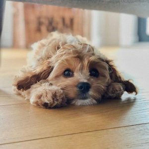 Cavapoo dog laying on the floor