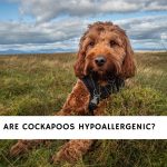 Are Cockapoos Hypoallergenic