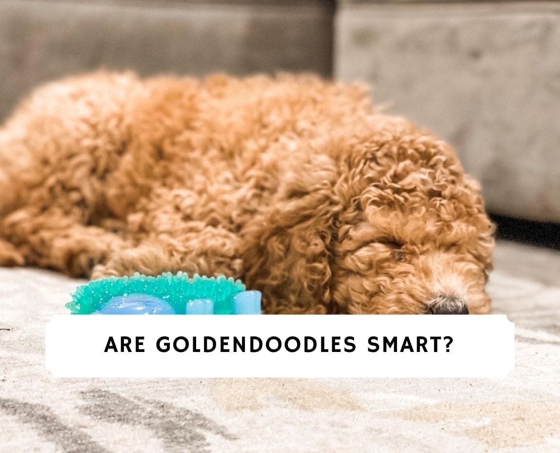 how intelligent is a goldendoodle