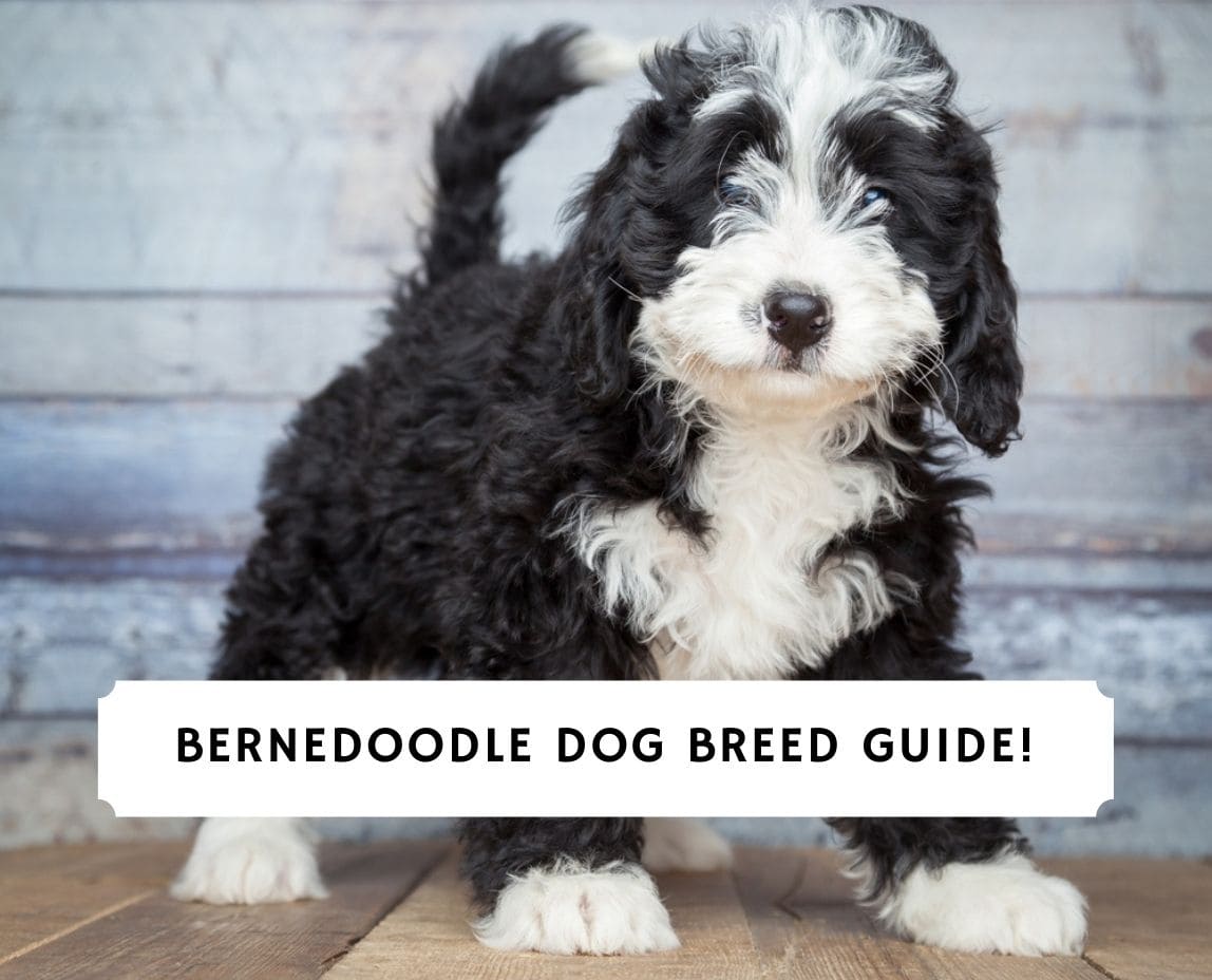 what is a standard bernedoodle