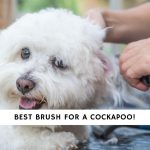 Best Brush for a Cockapoo