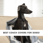 Best Couch Covers For Dogs