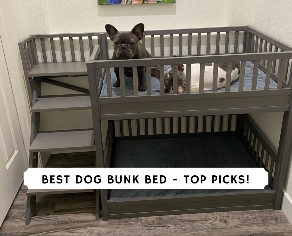 puppy bunk beds