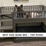 Best Dog Bunk Bed
