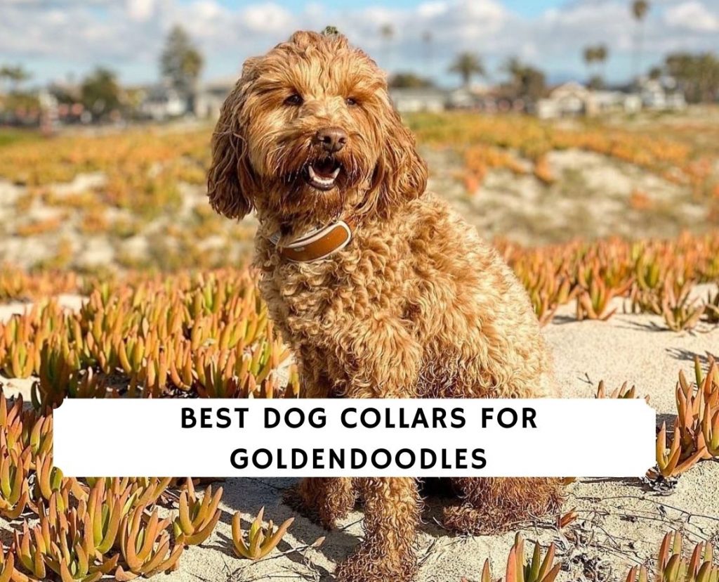 Best dog collars for sales goldendoodles