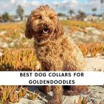 Best Dog Collars for Goldendoodles
