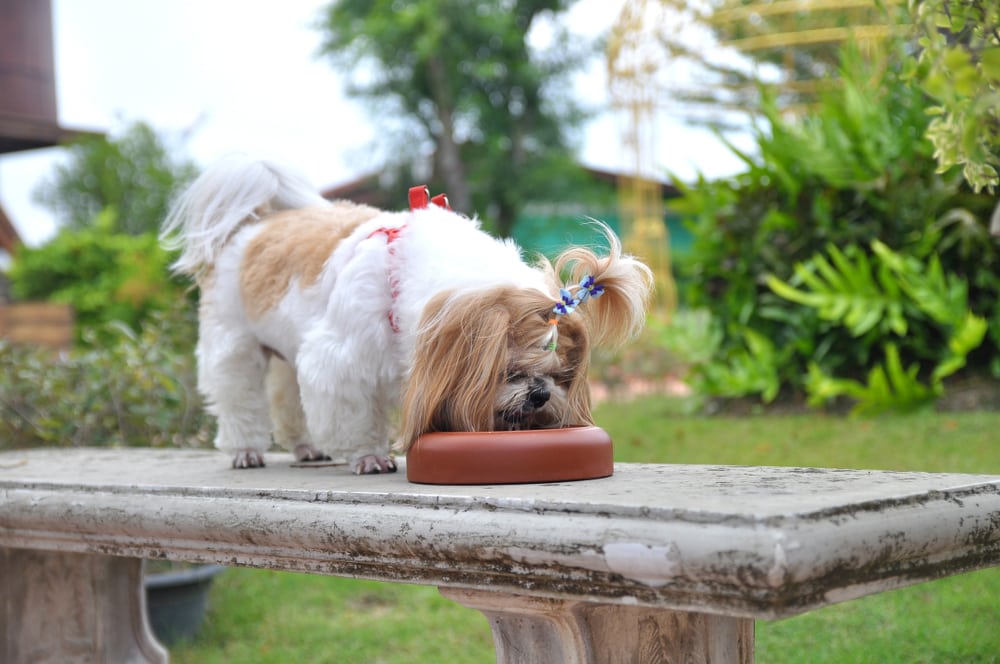 Best dog food for shih tzu with allergies