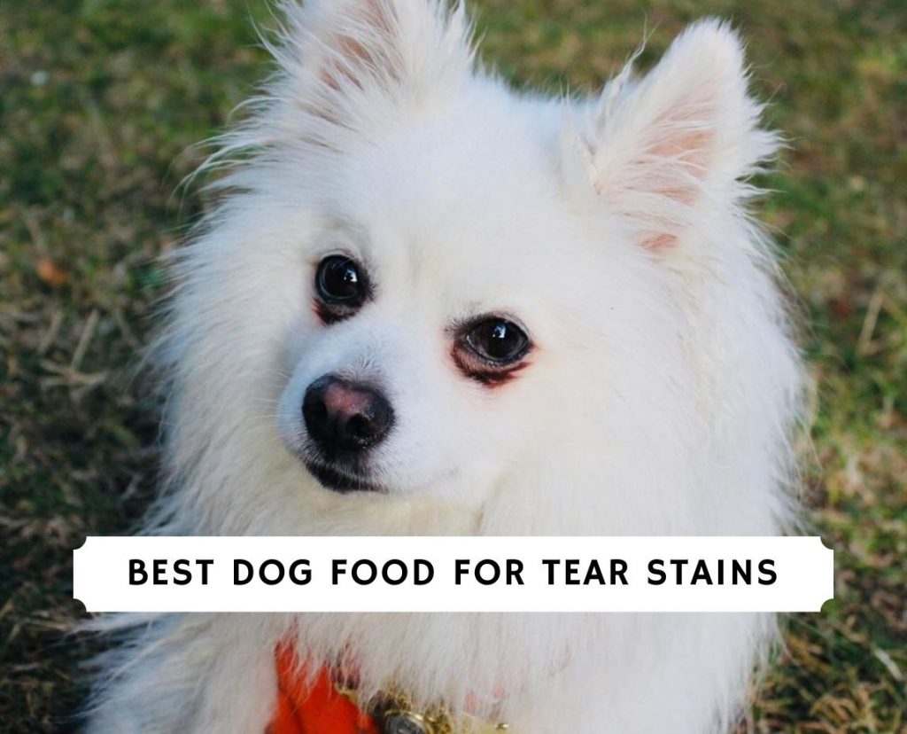 Japanese spitz outlet tear stains