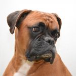 Boxers with a Sensitive Stomachs
