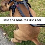 Best Dog Food for Less Poop