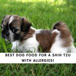 Best Dog Food for a Shih Tzu with Allergies