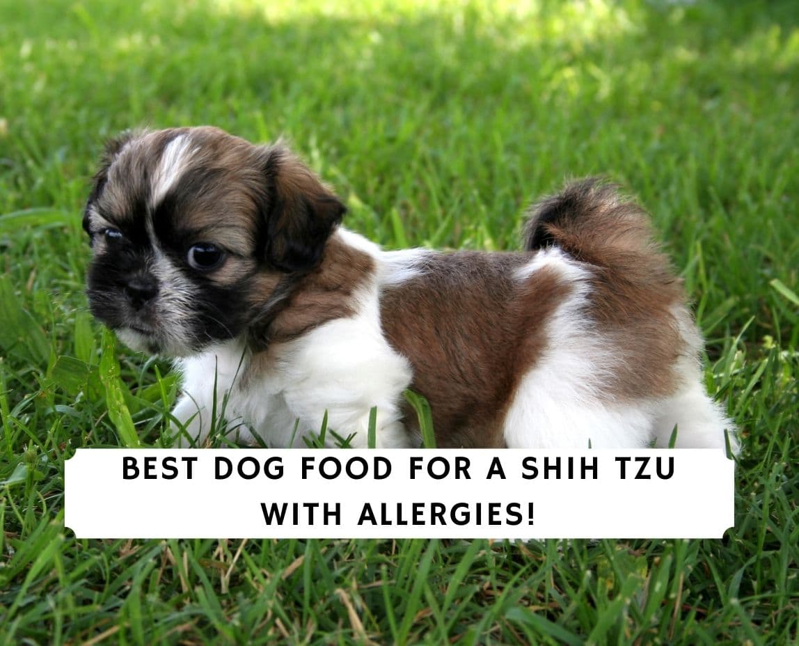 what foods are bad for shih tzus