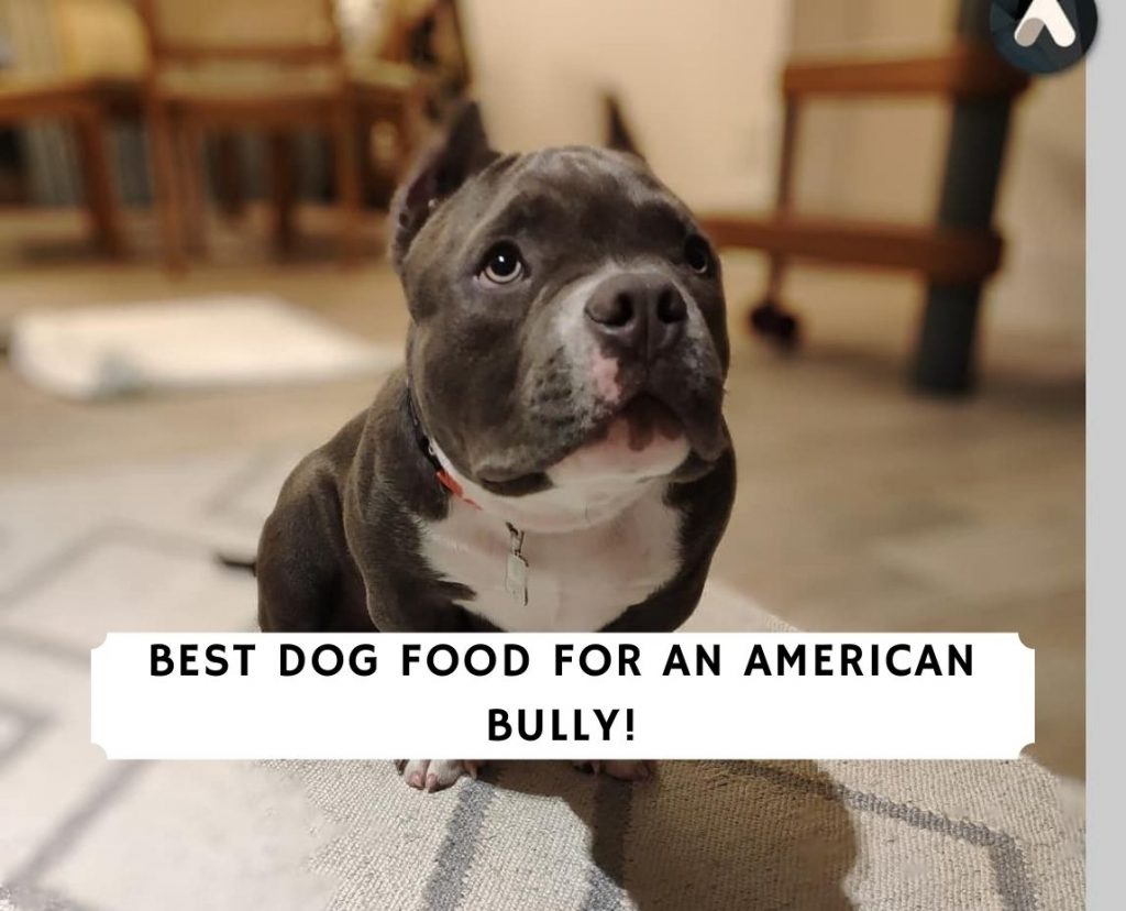 best victor dog food for bullies