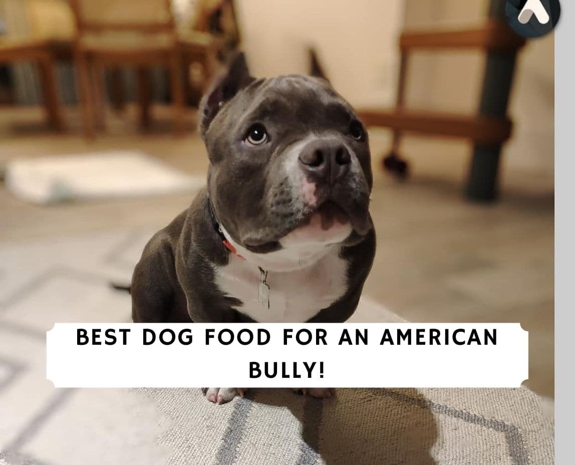 best diet for american bully puppy