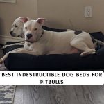 Best Indestructible Dog Beds for Pitbulls