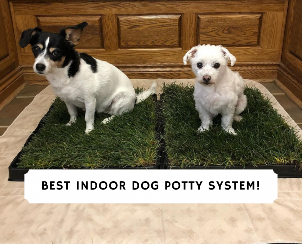 Best indoor shop dog potty