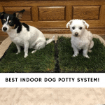 Best Indoor Dog Potty System