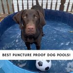 Best Puncture Proof Dog Pools