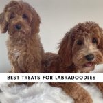 Best Treats for Labradoodles