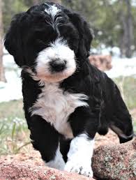 5 Best Bordoodle Breeders In The U S 2021 We Love Doodles