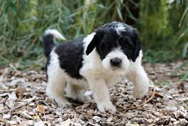 mini st berdoodle breeders near me