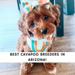 Cavapoo Breeders in Arizona