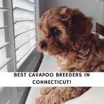 Cavapoo Breeders in Connecticut