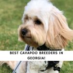 Cavapoo Breeders in Georgia