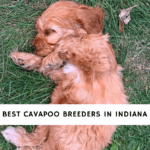 Cavapoo-Breeders-in-Indiana