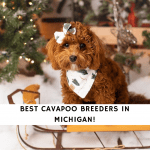 Cavapoo Breeders in Michigan