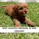 Cavapoo Breeders in New England