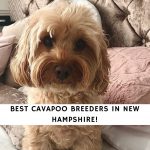 Cavapoo Breeders in New Hampshire