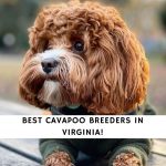Cavapoo Breeders in Virginia
