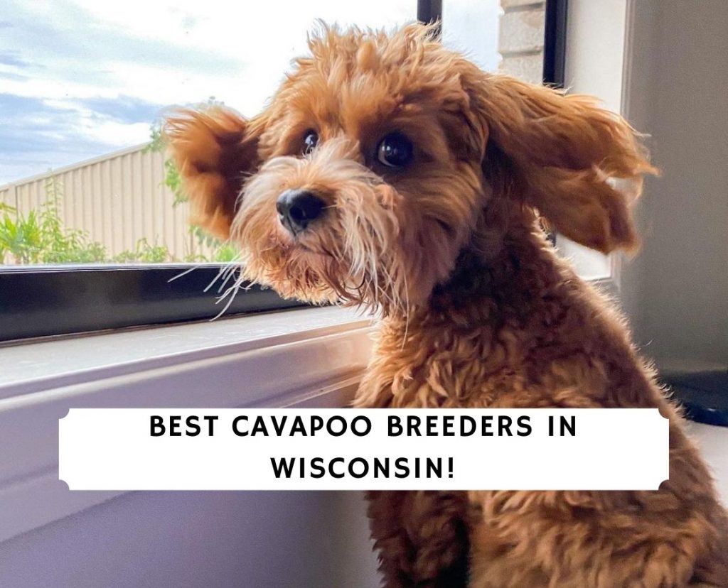 4 Best Cavapoo Breeders In Wisconsin 2021 We Love Doodles