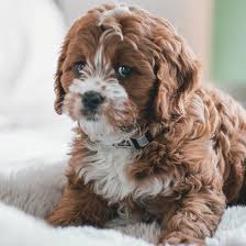 4 Best Cavapoo Breeders In The Midwest 2021 We Love Doodles