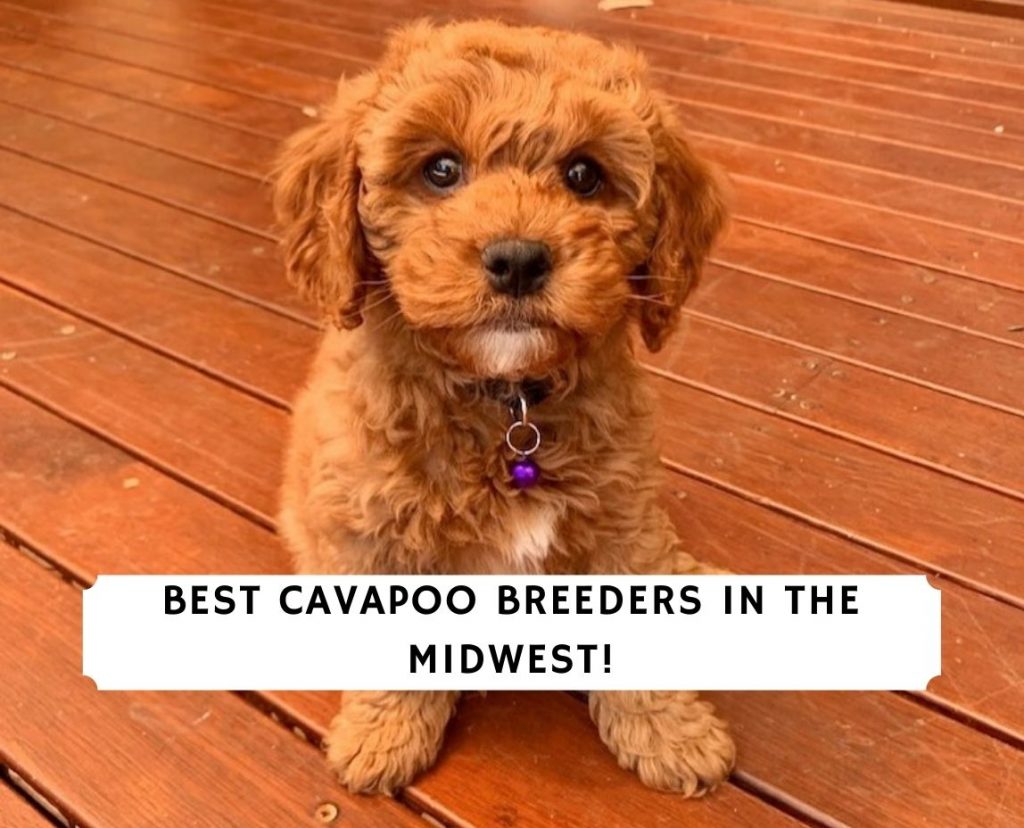 Cavapoo hot sale breeders midwest