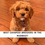 Cavapoo Breeders in the Midwest