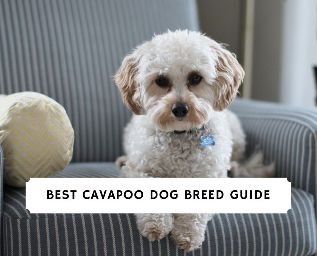 can you breed two cavapoos