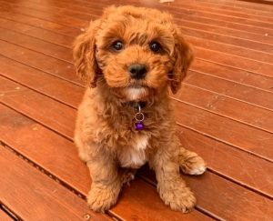 toy cavapoo breeders