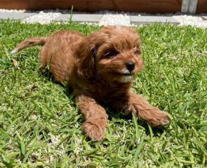 Cachorros de Cavapoo en Nueva Inglaterra