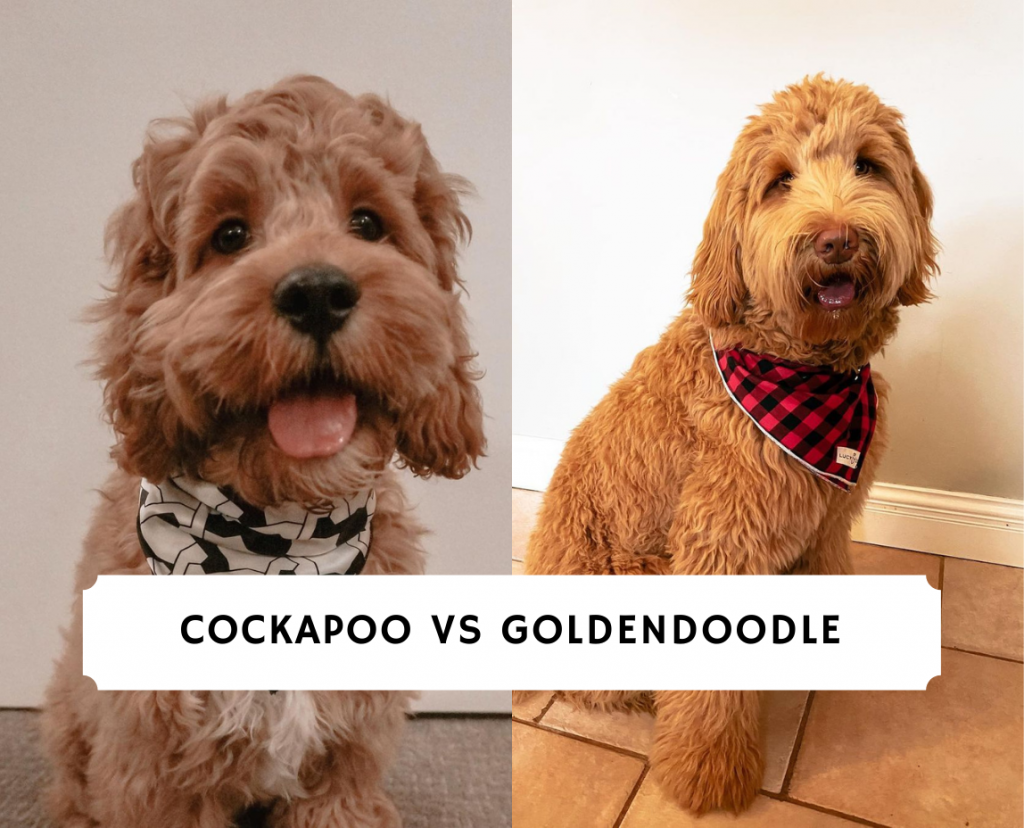 Cockapoo goldendoodle best sale