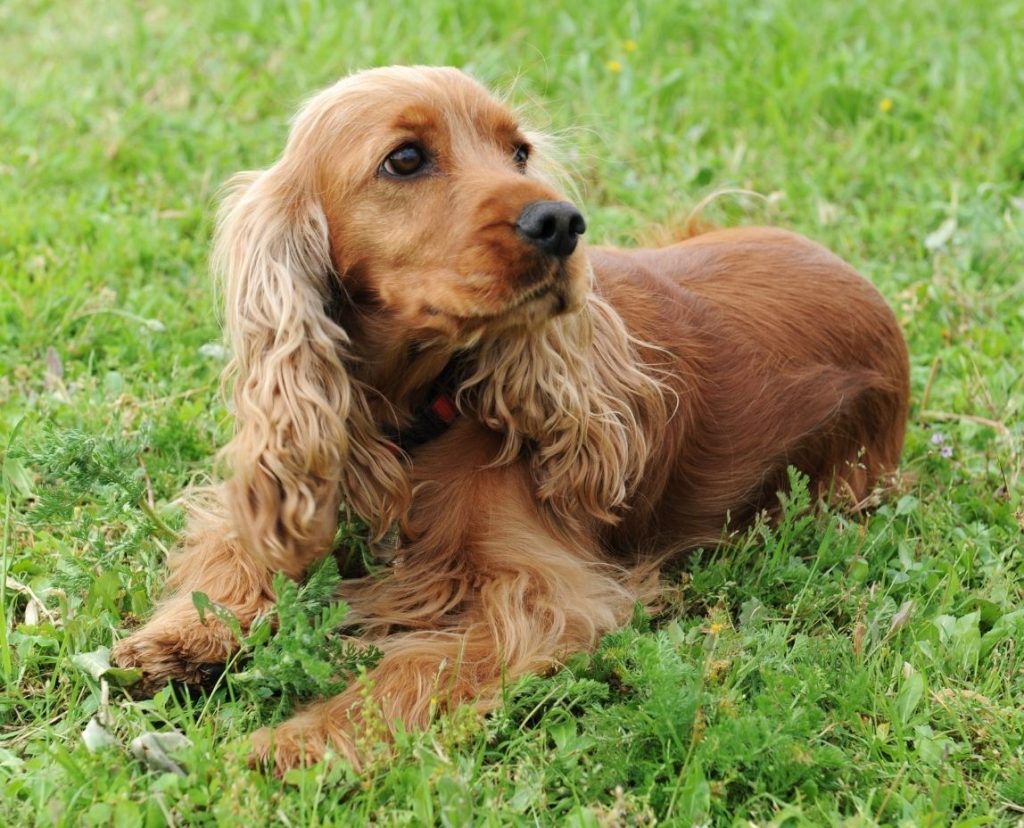 9 Best Cocker Spaniel Breeders in Texas! (2023) - We Love Doodles