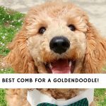 Comb for a Goldendoodle